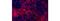 CD11C antibody, 42-0114-82, Invitrogen Antibodies, Immunofluorescence image 