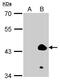 Kruppel Like Factor 1 antibody, GTX104833, GeneTex, Western Blot image 