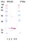 Crystallin Alpha B antibody, PA1-20795, Invitrogen Antibodies, Western Blot image 