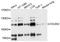 Collagen Type VI Alpha 2 Chain antibody, STJ23195, St John