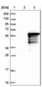 Krueppel-like factor 17 antibody, NBP1-81917, Novus Biologicals, Western Blot image 