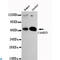 Calcium/Calmodulin Dependent Protein Kinase IV antibody, LS-C812901, Lifespan Biosciences, Western Blot image 