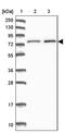 WD Repeat Domain 35 antibody, PA5-60629, Invitrogen Antibodies, Western Blot image 