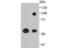 Lysyl Oxidase Like 2 antibody, NBP2-75559, Novus Biologicals, Western Blot image 