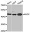 Nuclear Distribution C, Dynein Complex Regulator antibody, A6678, ABclonal Technology, Western Blot image 