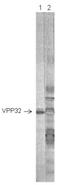 Respiratory Syncytial Virus Glycoprotein G antibody, NBP2-50244, Novus Biologicals, Western Blot image 