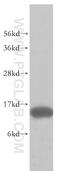 Fatty Acid Binding Protein 7 antibody, 51010-1-AP, Proteintech Group, Western Blot image 