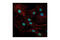 Chromobox 3 antibody, 2619S, Cell Signaling Technology, Immunofluorescence image 
