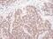 MYC Associated Factor X antibody, NBP1-49963, Novus Biologicals, Immunohistochemistry frozen image 