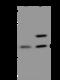 Activating Signal Cointegrator 1 Complex Subunit 2 antibody, 204840-T36, Sino Biological, Western Blot image 