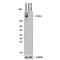 Chromodomain Helicase DNA Binding Protein 1 antibody, MAB6195, R&D Systems, Western Blot image 