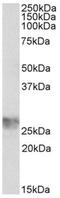 Landsteiner-Wiener blood group glycoprotein antibody, AP32146PU-N, Origene, Western Blot image 