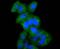 Activating Transcription Factor 7 antibody, A04951, Boster Biological Technology, Immunocytochemistry image 