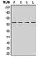 Exocyst Complex Component 5 antibody, LS-C668266, Lifespan Biosciences, Western Blot image 