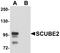 Signal Peptide, CUB Domain And EGF Like Domain Containing 2 antibody, A09179, Boster Biological Technology, Western Blot image 