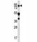 Mucin 20, Cell Surface Associated antibody, F40164-0.4ML, NSJ Bioreagents, Western Blot image 