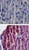 Toll Like Receptor 2 antibody, PA1-41045, Invitrogen Antibodies, Immunohistochemistry paraffin image 