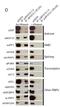 Matrin 3 antibody, NB100-1761, Novus Biologicals, Western Blot image 