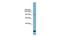 Solute Carrier Family 12 Member 4 antibody, PA5-42444, Invitrogen Antibodies, Western Blot image 