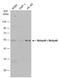 RB Binding Protein 4, Chromatin Remodeling Factor antibody, NBP1-41202, Novus Biologicals, Western Blot image 