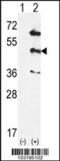 Mitogen-Activated Protein Kinase 12 antibody, 62-739, ProSci, Western Blot image 