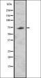 Tripartite Motif Containing 32 antibody, orb336646, Biorbyt, Western Blot image 