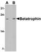 Hepatocellular carcinoma-associated protein TD26 homolog antibody, PA5-38043, Invitrogen Antibodies, Western Blot image 