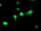 Eukaryotic Translation Initiation Factor 2B Subunit Gamma antibody, LS-C173294, Lifespan Biosciences, Immunofluorescence image 