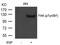 Protein Tyrosine Kinase 2 antibody, 79-475, ProSci, Western Blot image 