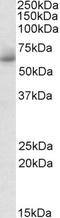 Rh Family C Glycoprotein antibody, EB10365, Everest Biotech, Western Blot image 