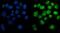Poly(ADP-Ribose) Polymerase 1 antibody, M00122-6, Boster Biological Technology, Immunofluorescence image 