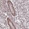 ESX Homeobox 1 antibody, NBP2-13973, Novus Biologicals, Immunohistochemistry frozen image 