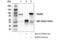 Signal Transducer And Activator Of Transcription 5B antibody, 34662S, Cell Signaling Technology, Immunoprecipitation image 