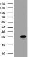 Adenylate Kinase 3 antibody, TA501819, Origene, Western Blot image 