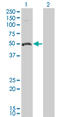 Ornithine Decarboxylase 1 antibody, LS-C197815, Lifespan Biosciences, Western Blot image 