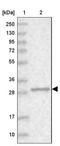 Poly(RC) Binding Protein 2 antibody, NBP1-83241, Novus Biologicals, Western Blot image 