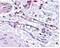 Egl-9 Family Hypoxia Inducible Factor 1 antibody, NB100-137, Novus Biologicals, Immunohistochemistry frozen image 