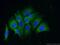 Tripartite Motif Containing 44 antibody, 66249-1-Ig, Proteintech Group, Immunofluorescence image 