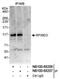 E3 ubiquitin-protein ligase RFWD3 antibody, NB100-68207, Novus Biologicals, Immunoprecipitation image 
