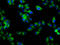 RAB7B, Member RAS Oncogene Family antibody, LS-C681171, Lifespan Biosciences, Immunofluorescence image 