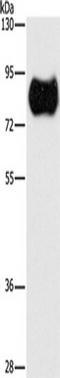 Mitogen-Activated Protein Kinase Kinase Kinase Kinase 2 antibody, TA349584, Origene, Western Blot image 