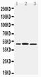 Interferon Regulatory Factor 8 antibody, LS-C313309, Lifespan Biosciences, Western Blot image 