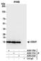 T-cell surface glycoprotein CD3 eta chain antibody, A305-212A, Bethyl Labs, Immunoprecipitation image 
