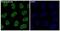 Bromodomain Containing 4 antibody, M00123, Boster Biological Technology, Immunofluorescence image 