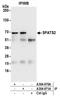 Spermatogenesis Associated Serine Rich 2 antibody, A304-970A, Bethyl Labs, Immunoprecipitation image 