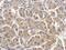 Caspase 6 antibody, PA5-27683, Invitrogen Antibodies, Immunohistochemistry frozen image 