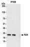 RAN, Member RAS Oncogene Family antibody, NBP2-32280, Novus Biologicals, Immunoprecipitation image 