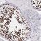 Histone H1t antibody, NBP2-56042, Novus Biologicals, Immunohistochemistry frozen image 