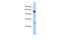 Nuclear Transcription Factor, X-Box Binding 1 antibody, A06372, Boster Biological Technology, Western Blot image 