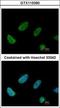 BCAS2 Pre-MRNA Processing Factor antibody, GTX115390, GeneTex, Immunocytochemistry image 